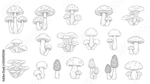 Cuadro en lienzo mushroom, fungus, fungi, collection, set, vector, line, art, Mushroom forest fun