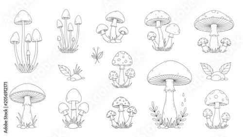 Fotografía Mushroom forest fungus variety line art drawing vector set with morel chanterell