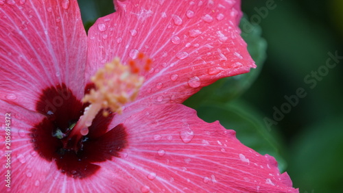 曇り空の向こうに夏を感じる花