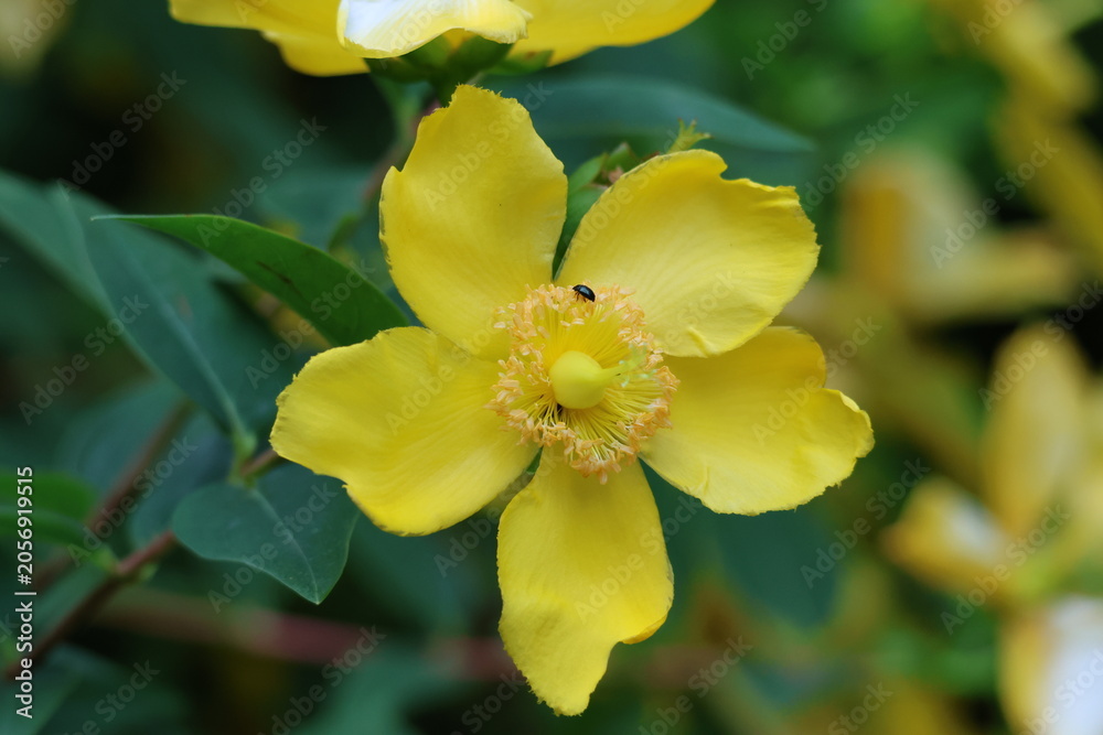 Obraz premium Fleur jaune de millepertuis Hidcote en pleine floraison