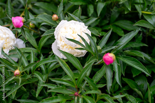 White Peony Bloom With Pink Buds in Lush Green Garden Foliage Close Up