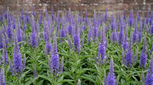 A field of vibrant purple flowers in full bloom, with a textured brick wall in the background