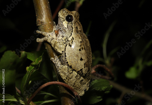 Adult gray treefrog (Hyla versicolor) climbing on the stem of a bush next to a pond at night during the breeding season. 