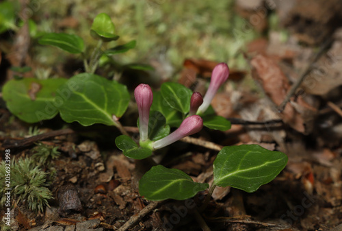 Partridgeberry (Mitchella repens) flowers about to bloom in the early summer in the midwestern United States. These are a pretty groundcover plant that is often used in gardens. 