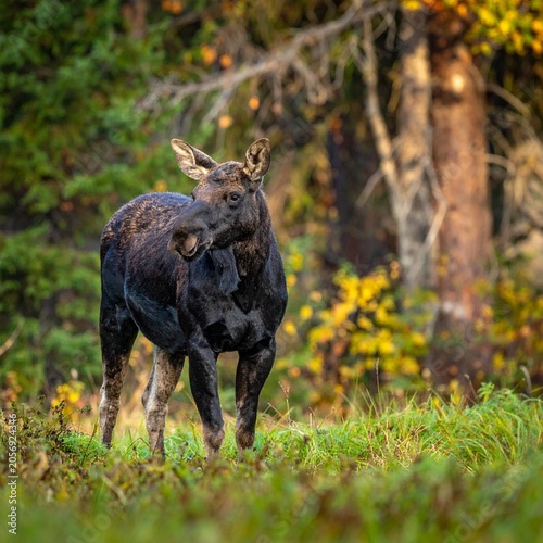 Moose in autumn forest sunlight