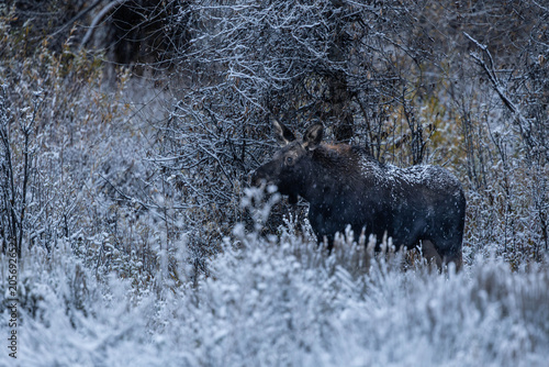 Moose Standing in Snowy Winter Forest