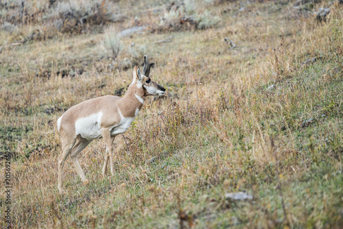 Pronghorn Antelope on a Grassy Hillside