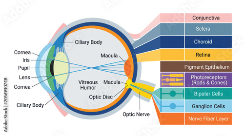 Schilderij op canvas Detailed Human Eye Anatomy Diagram with Labels - Medical Illustration