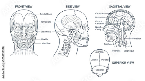 Quadro em tela Human Skull Anatomy: Front, Side, Sagittal, and Superior Views