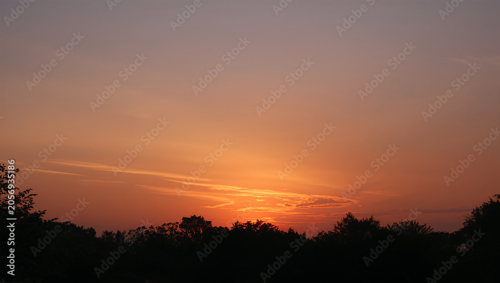 Obraz premium 夕方の公園で樹木の上に広がる穏やかな夕焼け空