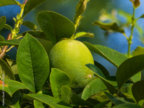 Fotografie Green and astringent papaya on tree branches