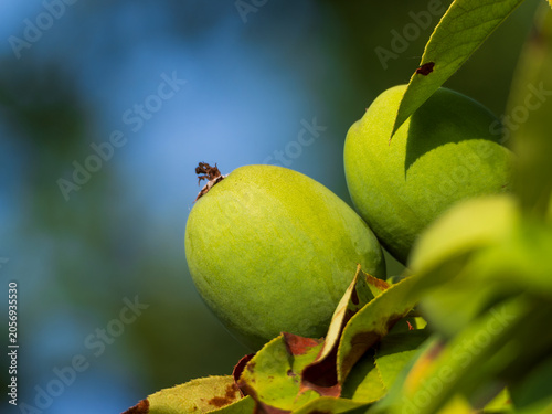 Fotografija Green and astringent papaya on tree branches