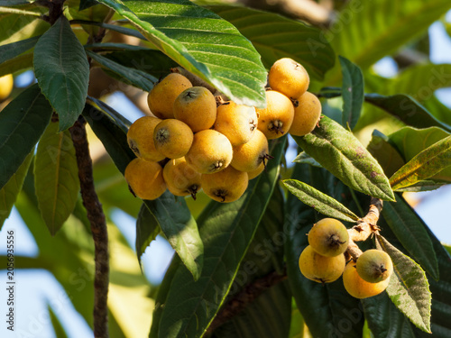 The golden loquat on the branch