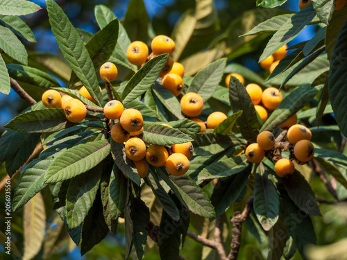 Obraz na płótnie The golden loquat on the branch