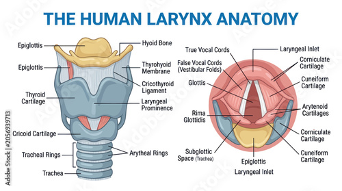 Quadro su tela Human Larynx Anatomy Diagram: Vocal Cords, Cartilage, Hyoid Bone