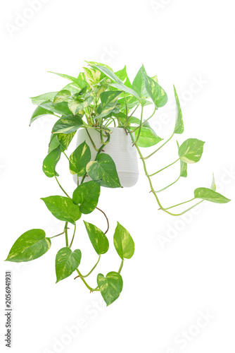 Golden pothos houseplant in a minimalist ceramic pot isolated on white background.