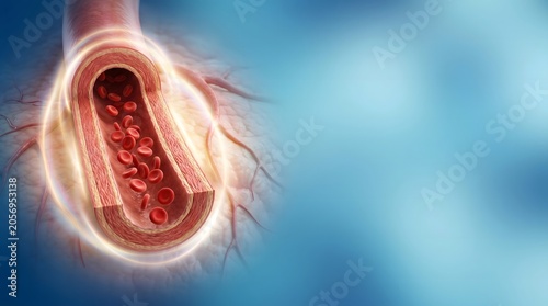Healthy Blood Vessel Cross Section with Circulation