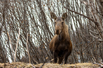 Moose Cow Standing Alert in the Willow Thickets Near Homer, Alaska