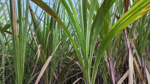 Slow tilt up camera shot from the thick stalks of a sugarcane plantation up to the sharp green leaves rustling against a clear blue sky background during a sunny day.
