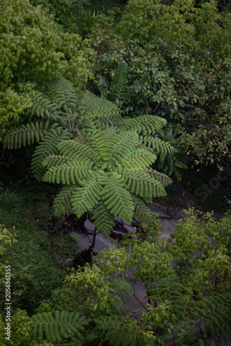 Tropical Plant in the forest