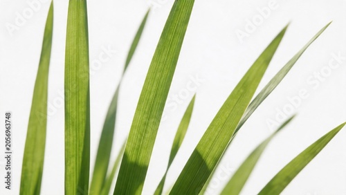 Green grass blades against white background