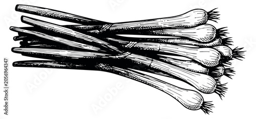 Hand drawn line art illustration of scallions depicting a fresh bunch for cooking and healthy recipes