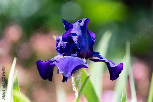 Royal Velvet — A Bearded Iris in Full Bloom