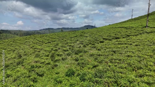 Low Altitude Drone Flight Over Tea Plantation Under Moving Cloud Shadow in Sukanagara Indonesia