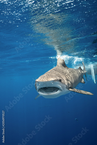 Tiger Shark Mouth Open