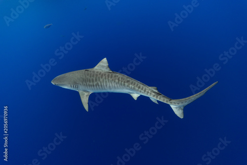 Tiger Shark Full Body View from the Side showing Stripes in Blue Water