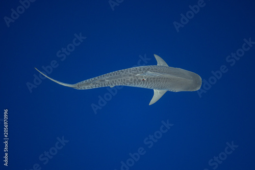 Tiger Shark View from Above Showing Stripes Dorsal