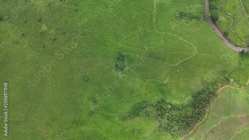 Top Down Drone Flight Over Tea Plantation Patterns in Sukanagara Indonesia