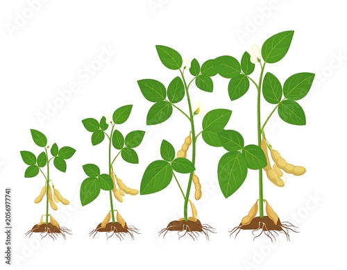 Green Soybean Plants Growing Through Development Stages on White Background