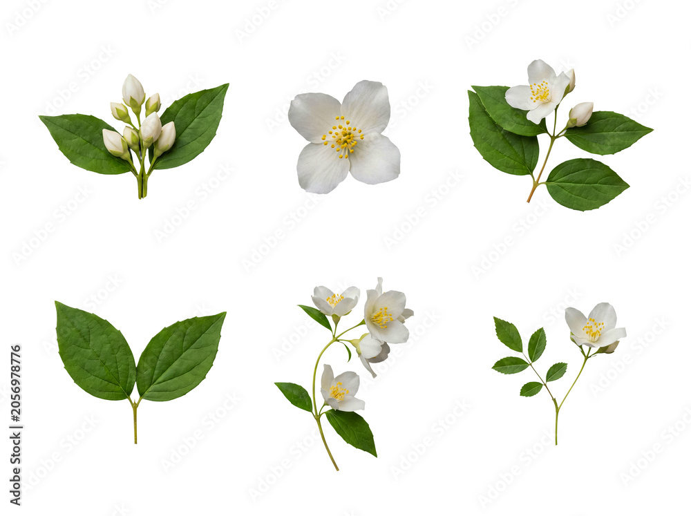 Obraz premium Various elements of jasmine plant with white flowers, green leaves, and buds, isolated on transparent background.