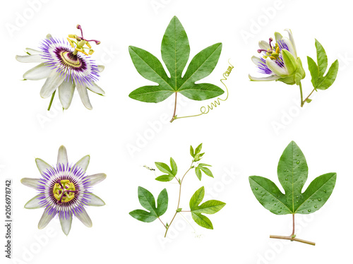 Photos Botanical collection of passion flower blooms, dewy green leaves with water drops, tendrils
