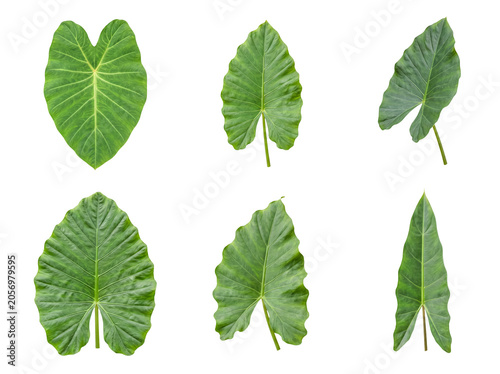 Diverse collection of vibrant green elephant ear leaves, showcasing tropical botanical beauty.