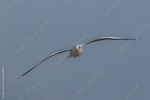 Brown-headed seagull (Chroicocephalus brunnicephalus) in flight, wings spread. At Bang Pu pier near Bangkok, Thailand. Blue sky in the background. 
