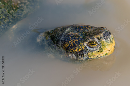 Closeup, yellow-headed temple turtle (Heosemys annandalii) raising its head from the water looking for food, in Ayutthaya, Thailand. 
