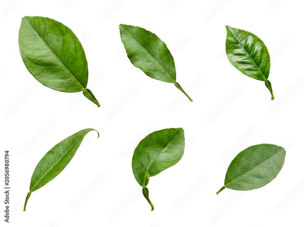 Fototapeta premium Vibrant green citrus leaves, various shapes and sizes, isolated on transparent background, perfect for fruit designs.