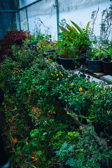 Garden with plants and eatable flowers