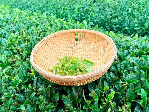 Young green tea plants and leaves
