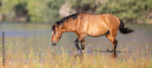 Photography Wild Mustang Bay Stallion Walking Through the Salt River Near Scottsdale, Arizon