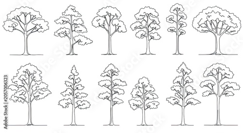 Line drawings of diverse tree species variations for graphic design elements