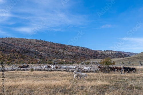 Fotografie Patagonia sheep and cattle farm