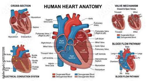 Photos Human Heart Anatomy Diagram: Cross-Section, Blood Flow, Valve Mechanism