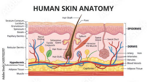 Fotografía Human Skin Anatomy Diagram: Epidermis, Dermis, Hypodermis, Hair Follicle, Blood