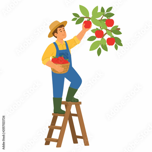 Vector illustration of a male farmer standing on a wooden stepladder to pick red apples from a tree branch while holding a small basket full of harvested fruit on white background.