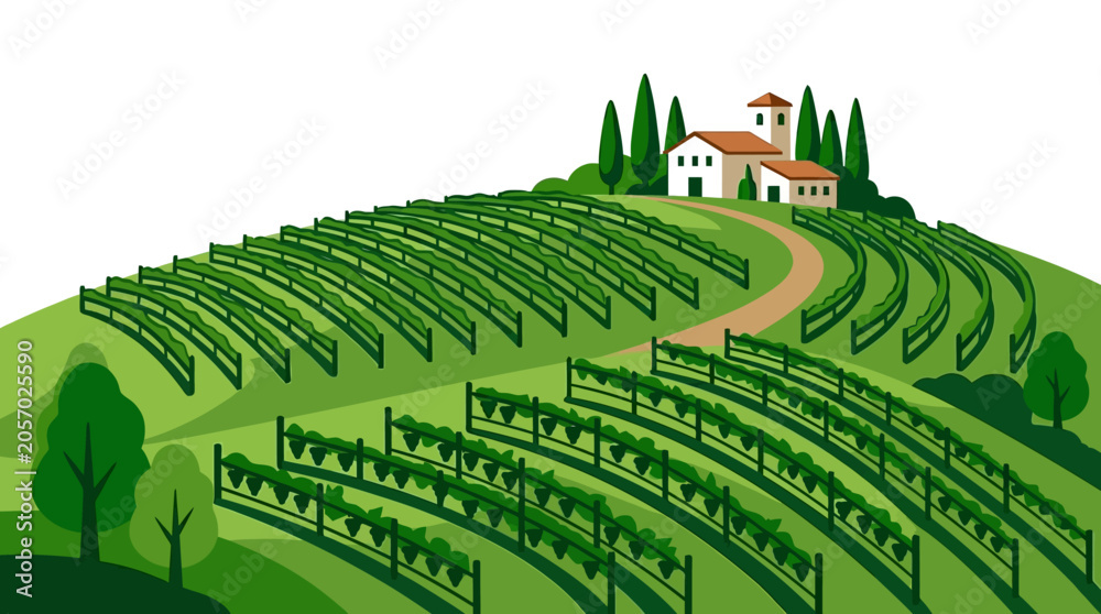 Fototapeta premium Vineyard rows on green hillside landscape.