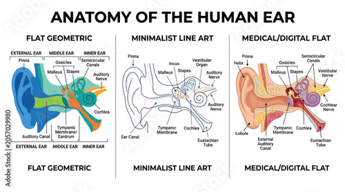 Принти на полотні Human Ear Anatomy: Flat Geometric, Minimalist Line Art, Medical Flat Styles
