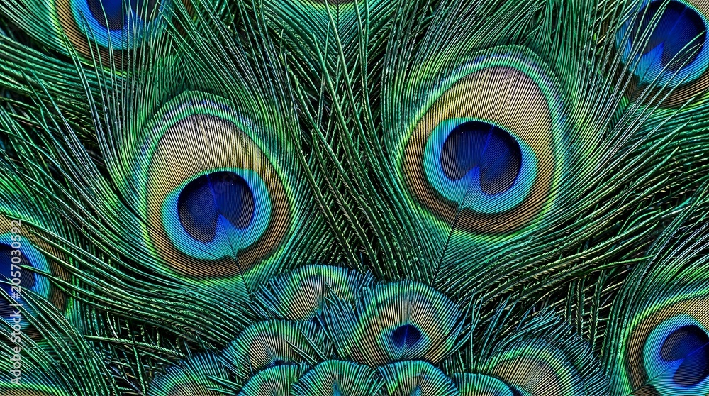 Fototapeta premium Peacock feathers colorful eye pattern.
